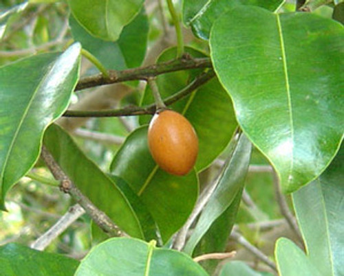 Mimusops elengi - Spanish Cherry Seeds Mimusops elengi - Spanish Cherry Seeds