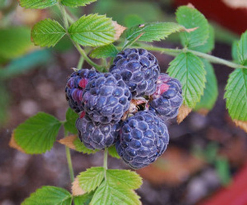 Rubus niveus - Mysore Raspberry Seeds Rubus niveus - Mysore Raspberry Seeds