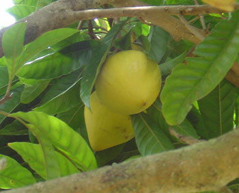 Pouteria campechiana - Canistel Seeds