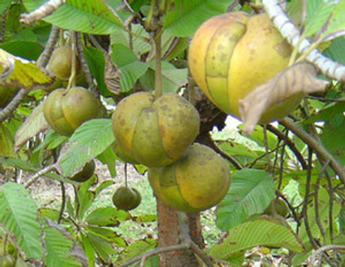 Dillenia indica - Elephant Apple Seeds Dillenia indica - Elephant Apple Seeds