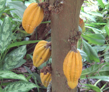 Herrania umbratica - Monkey Cacao Seeds