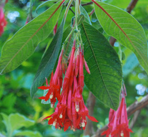Fuchsia boliviana - Bolivian Fuchsia Seeds Fuchsia boliviana - Bolivian Fuchsia Seeds