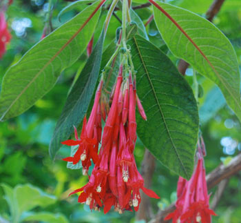Fuchsia boliviana - Bolivian Fuchsia Seeds