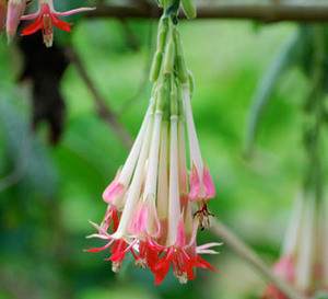 Fuchsia boliviana Alba - White Bolivian Fuchsia Seeds