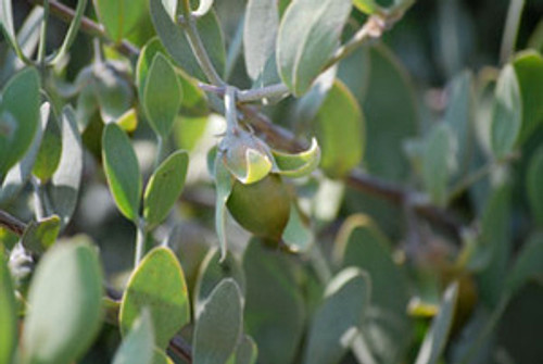 Simmondsia chinensis - Jojoba Nut