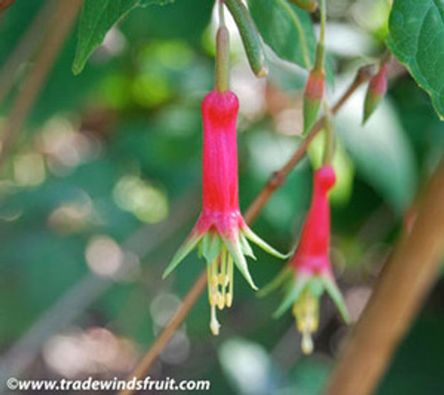 Fuchsia splendens - Fuchsia