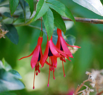 Fuchsia campos-portoi - Fuchsia Seeds