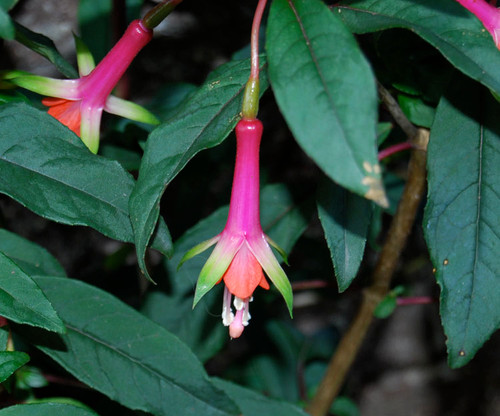 Fuchsia denticulata - Fuchsia Seeds Fuchsia denticulata - Fuchsia Seeds