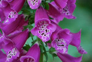 Digitalis purpurea - Foxglove Violet Seeds