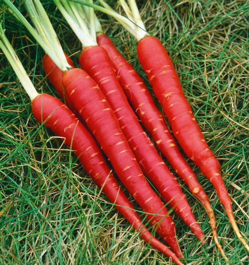 Red Samurai Carrot Seeds
