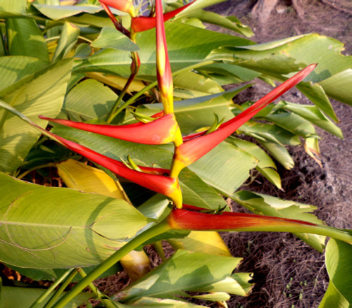 Heliconia latispatha - Golden Lobster Claw Seeds Heliconia latispatha - Golden Lobster Claw Seeds