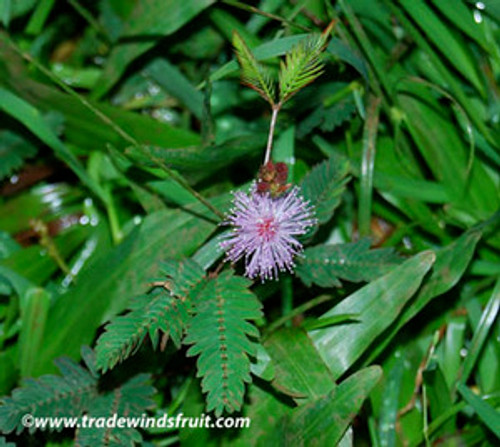 Mimosa pudica - Sensitive Plant