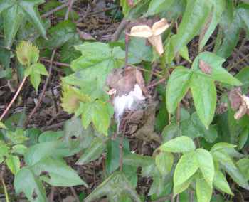 Gossypium hirsutum - Cotton Seeds