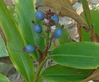 Alpinia caerulea - Blue Fruited Ginger  Seeds