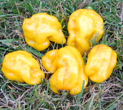 Big Sun Habanero