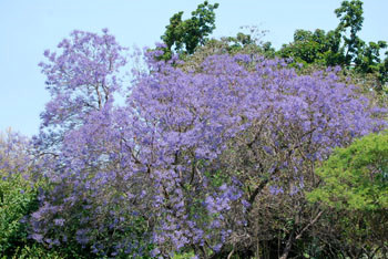 Jacaranda mimosifolia - Blue Jacaranda Seeds
