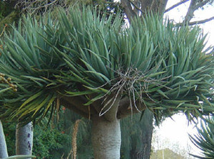 Dracaena draco - Dragon Tree Seeds