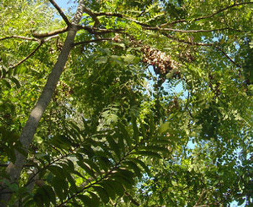Adenanthera pavonina - Red Sandalwood Seeds Adenanthera pavonina - Red Sandalwood Seeds