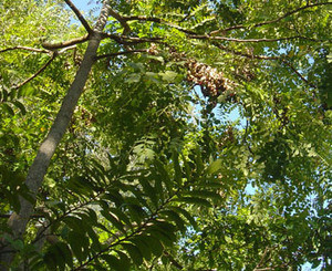 Adenanthera pavonina - Red Sandalwood Seeds