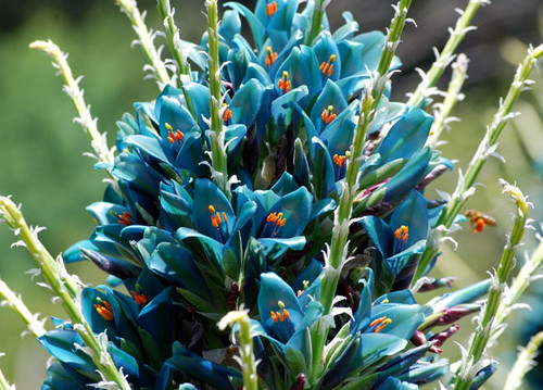 Puya berteroniana - Aqua Sapphire Tower