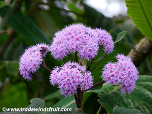 Bartlettina sordida - Purple Torch Seeds