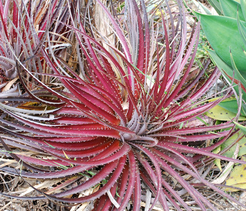 Dyckia platyphylla - Cola Colored Dyckia Seeds