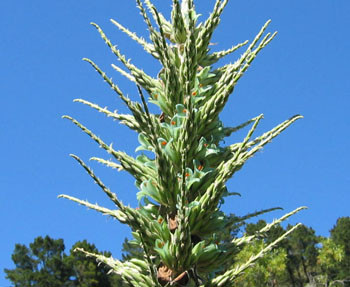 Puya chilensis - Sapphire Tower Seeds