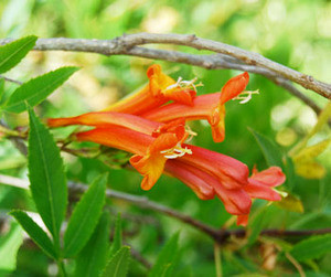 Tecoma garrocha - Argentine Tecoma Seeds