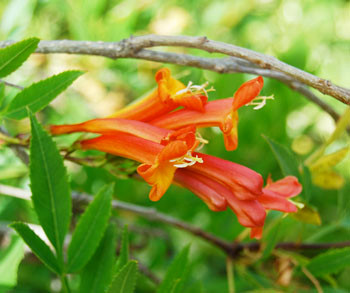 Tecoma garrocha - Argentine Tecoma Seeds