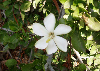 Gardenia cornuta - Horned Gardenia Seeds
