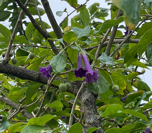 Iochroma cyaneum - Violet Churcu