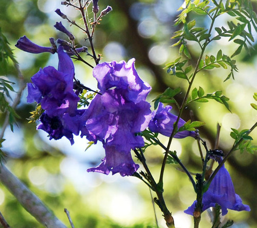 Jacaranda cuspidifolia - Jacaranda Seeds