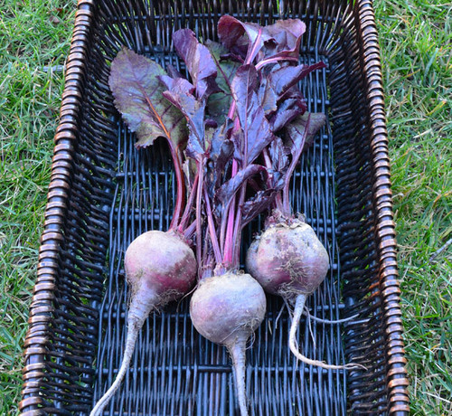 Bull's Blood Beet Seeds