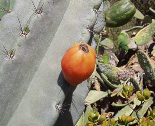 Cereus validus - Orange Apple Pear Seeds Cereus validus - Orange Apple Pear Seeds