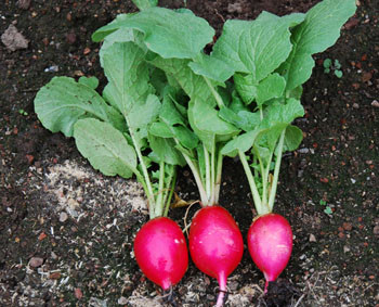 Pink Beauty Radish Seeds