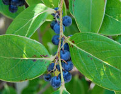 Vaccinium gaultheriifolium - Chinese Blueberry