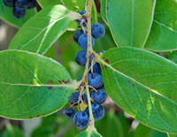 Vaccinium gaultheriifolium - Chinese Blueberry Seeds