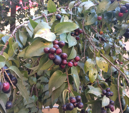 Prunus lyonii - Catalina Island Cherry Seeds Prunus lyonii - Catalina Island Cherry Seeds