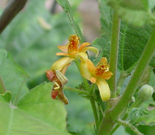 Grewia asiatica - Phalsa Seeds Grewia asiatica - Phalsa Seeds