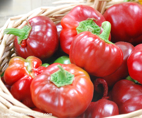 Red Cheese Pepper Seeds