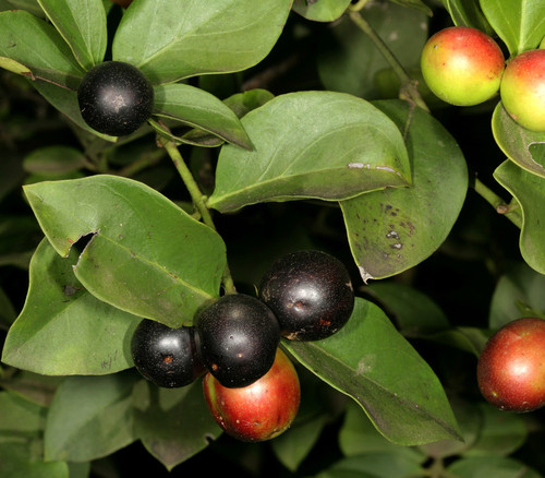 Carissa spinarum - Climbing Num Num Seeds
