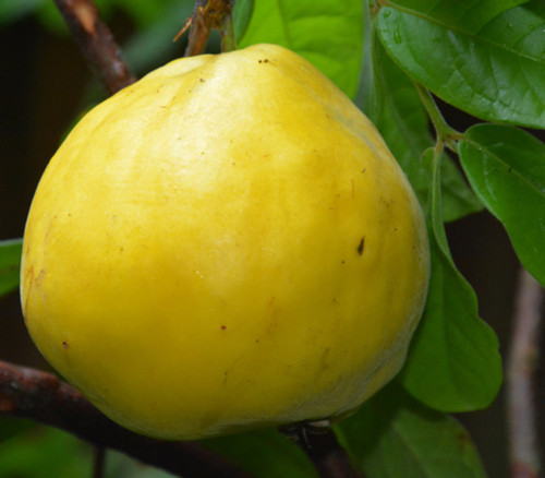 Eugenia stipitata - Araca Boi Seeds