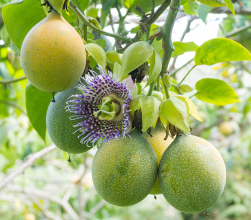 Passiflora ligularis - Sweet Granadilla Seeds Passiflora ligularis - Sweet Granadilla Seeds