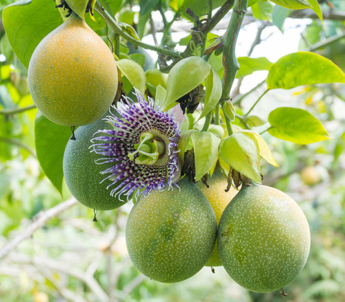Passiflora ligularis - Sweet Granadilla Seeds
