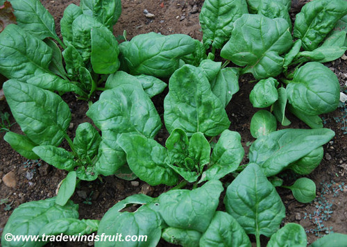 Monstrueux de Viroflay Spinach Seeds