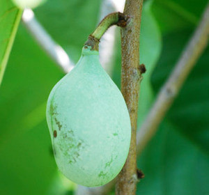 Asimina triloba - Pawpaw Seeds