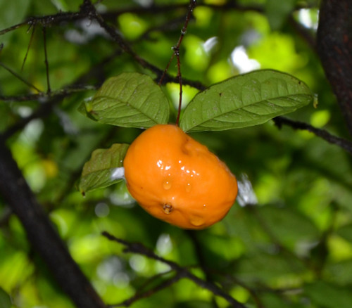 Eugenia victoriana - Sundrop Seeds