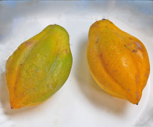 Carica pubescens - Mountain Papaya Seeds