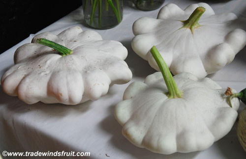 White Scallop Squash Seeds