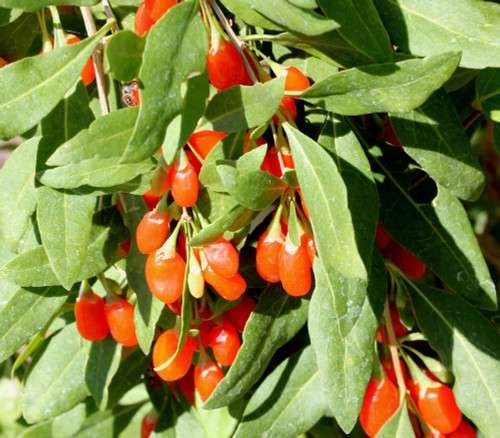 Lycium barbarum - Wolfberry